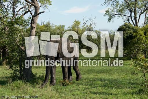 Afrikanischer Elefant (105 von 131).jpg